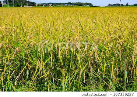 收割水稻 收割水稻 107339227