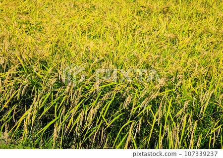 Harvesting rice Harvesting rice 107339237