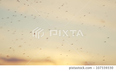mosquito swarm. malaria disease transmission by insects. a large swarm of mosquitoes at sunset near the swamp river, danger of a disease bite. large swarm of mosquitoes lifestyle silhouette mosquito swarm. malaria disease transmission by insects. a large swarm of mosquitoes at sunset near the swamp river, danger of a disease bite. large swarm of mosquitoes lifestyle silhouette 107339330