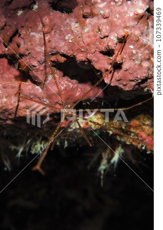 Underwater photo of a shrimp hiding in the crevices of rocks Underwater photo of a shrimp hiding in the crevices of rocks 107339469