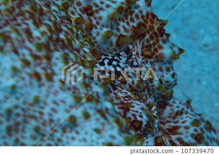 Sea cucumber crab that mimics a sea cucumber Underwater photo Sea cucumber crab that mimics a sea cucumber Underwater photo 107339470