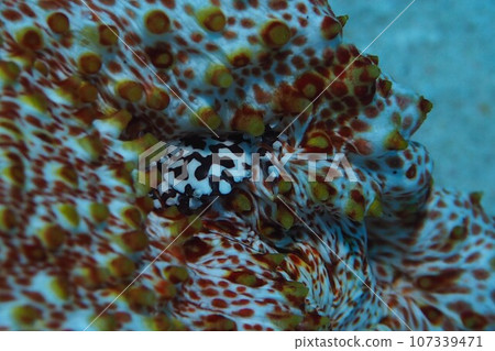 Sea cucumber crab that mimics a sea cucumber Underwater photo Sea cucumber crab that mimics a sea cucumber Underwater photo 107339471