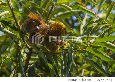 Chestnuts ready for autumn harvest 107339675