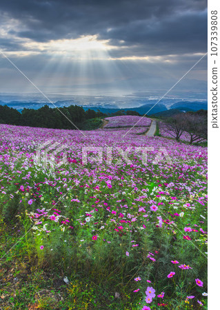 Shirakimine Plateau Nagasaki Isahaya Cosmos Shirakimine Plateau Nagasaki Isahaya Cosmos 107339808