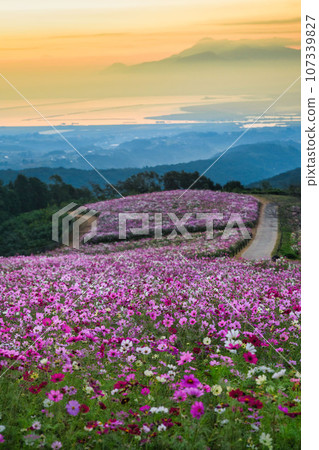 Shirakimine Plateau Nagasaki Isahaya Cosmos 107339827