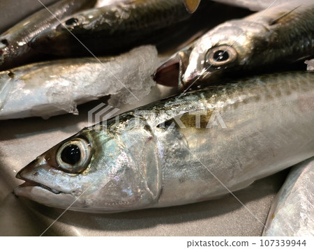 新鮮鯖魚 新鮮鯖魚 107339944