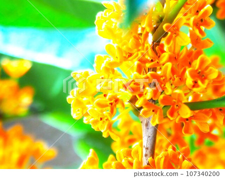 桂花花特寫 107340200