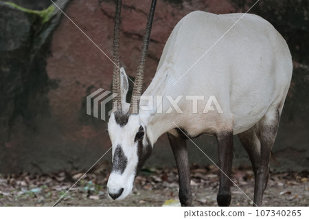 Arabian Orix Arabian Orix 107340265