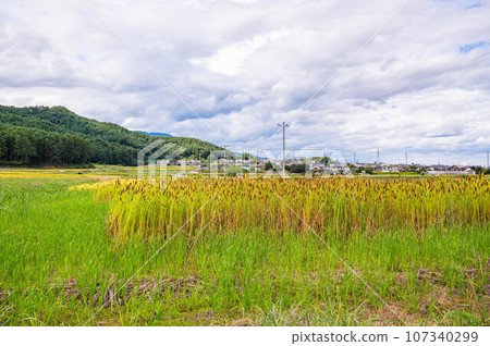 Cattail ears and countryside landscape in early autumn Cattail ears and countryside landscape in early autumn 107340299