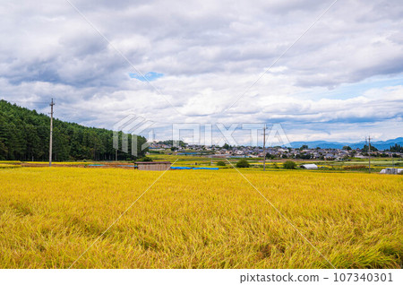 Ears of rice ripening in early autumn, Yamagata Village 107340301