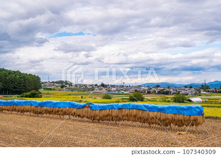 Rice rack covered with blue sheet Rice rack covered with blue sheet 107340309
