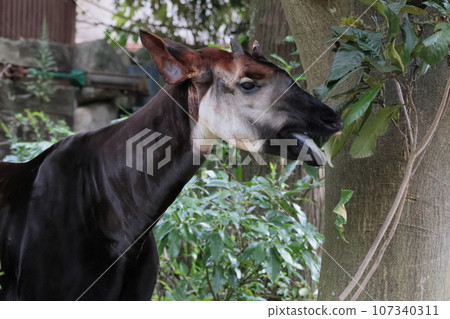 Okapi Okapi 107340311