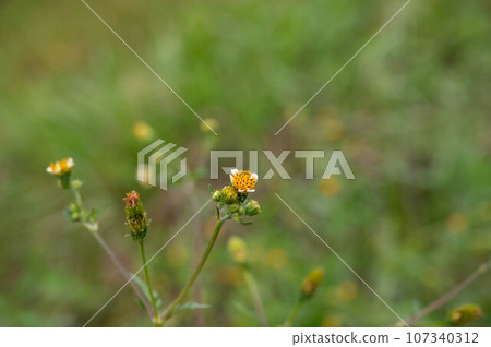 white lily flower 107340312