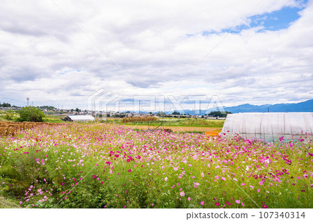 Rural landscape of rice fields and cosmos blooming in Yamagata Village Rural landscape of rice fields and cosmos blooming in Yamagata Village 107340314