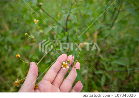 white lily flower 107340320