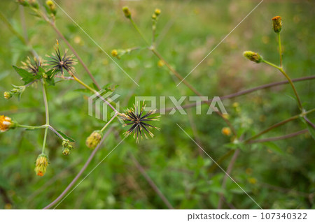 Sedanensa seeds 107340322