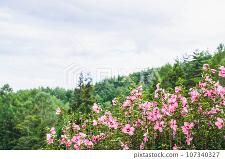 Pink Rose of Sharon flowers blooming in the park Pink Rose of Sharon flowers blooming in the park 107340327