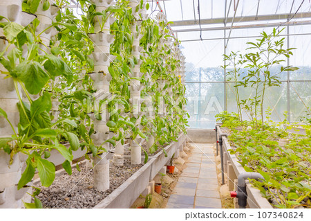 Green Plants in Hydroponic Vertical Columns in a Greenhouse Green Plants in Hydroponic Vertical Columns in a Greenhouse 107340824
