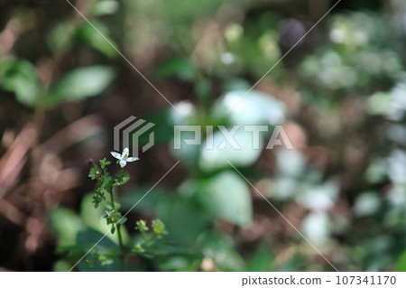 Swertia bimaculata (4 瓣) 107341170