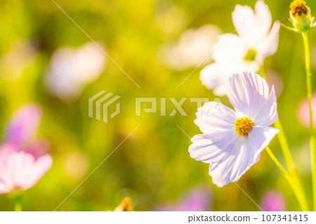 [Autumn material] Cosmos bathing in the morning sun [Nagano Prefecture] 107341415