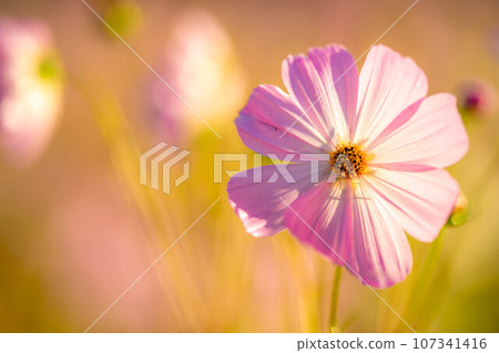 [秋季素材]沐浴在早晨陽光下的波斯菊[長野縣] 107341416