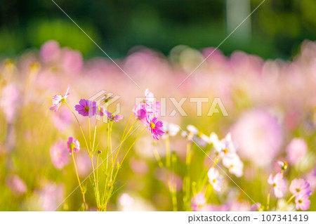 [秋季素材]沐浴在早晨陽光下的波斯菊[長野縣] 107341419