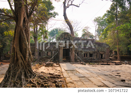 塔布蘢寺，其廢墟多年來被樹木侵蝕，吳哥遺址，柬埔寨 107341722