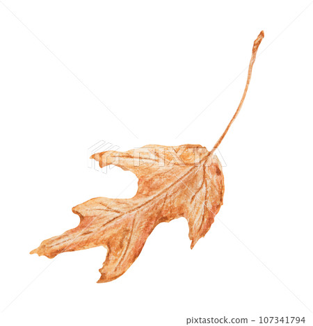 Dried brown leaf. Watercolor hand drawn illustration of forest plant element. Floral realistic clip art for eco goods, natural herbal medicine, healthy tea, homeopatic remedies, p lables, prints 107341794