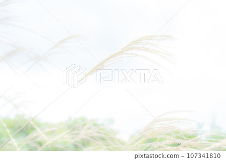 日本蒲葦/秋天背景資料 107341810