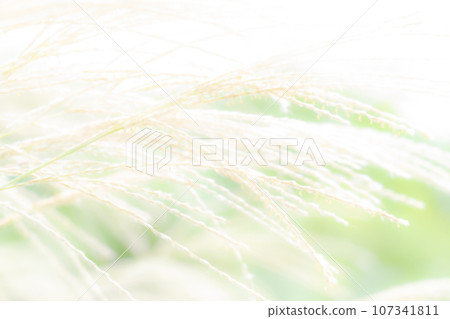 日本蒲葦/秋天背景資料 107341811