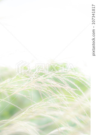 日本蒲葦/秋天背景資料 107341817