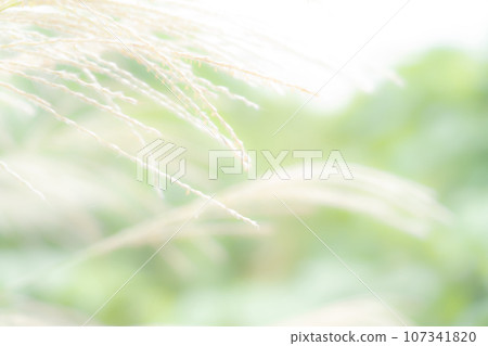 Japanese pampas grass/autumn background material Japanese pampas grass/autumn background material 107341820
