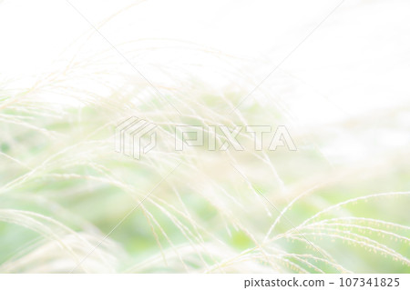 Japanese pampas grass/autumn background material Japanese pampas grass/autumn background material 107341825