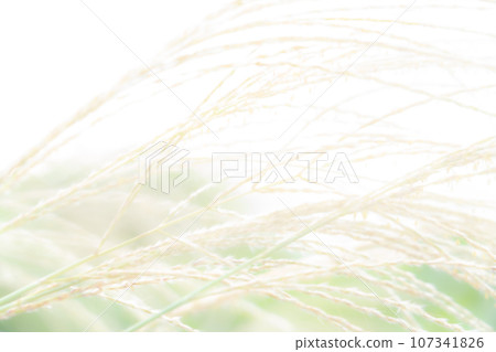 日本蒲葦/秋天背景資料 日本蒲葦/秋天背景資料 107341826