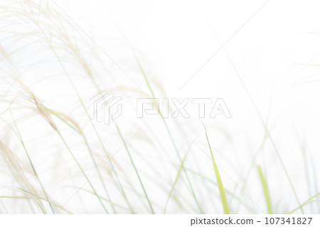 Japanese pampas grass/autumn background material Japanese pampas grass/autumn background material 107341827