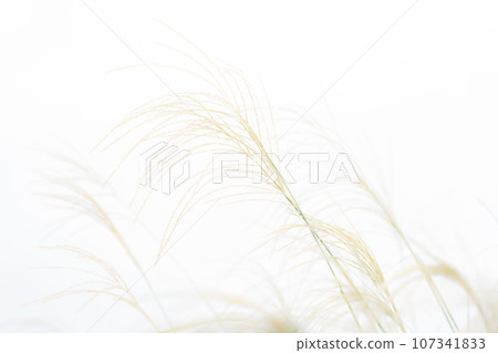 Japanese pampas grass/autumn background material Japanese pampas grass/autumn background material 107341833