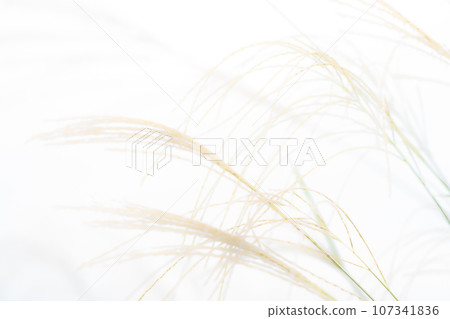 Japanese pampas grass/autumn background material Japanese pampas grass/autumn background material 107341836