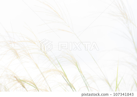 Japanese pampas grass/autumn background material Japanese pampas grass/autumn background material 107341843