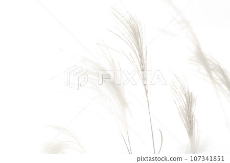 Japanese pampas grass/autumn background material 107341851