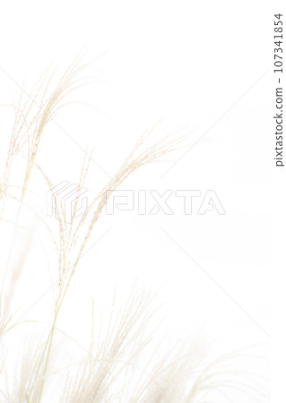 Japanese pampas grass/autumn background material Japanese pampas grass/autumn background material 107341854