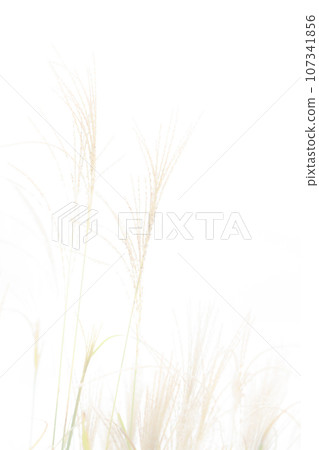 日本蒲葦/秋天背景資料 107341856