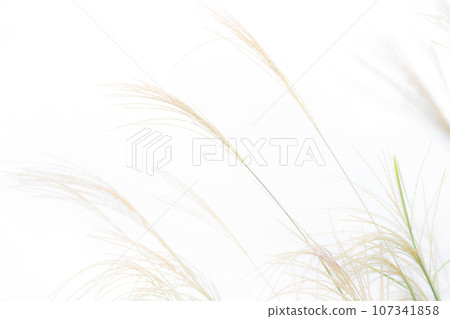 Japanese pampas grass/autumn background material Japanese pampas grass/autumn background material 107341858