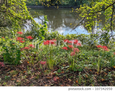 Red flowers of Higanbana bloom on the riverbed of the Motoarakawa River near Hasuda City, Saitama Prefecture in autumn 107342050