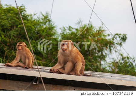 Two chimpanzee monkeys in the forest near the big buddha statue in thailand on phuket island 107342139