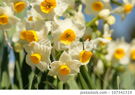 水仙花花 107342319