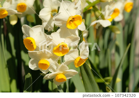 水仙花花 107342320