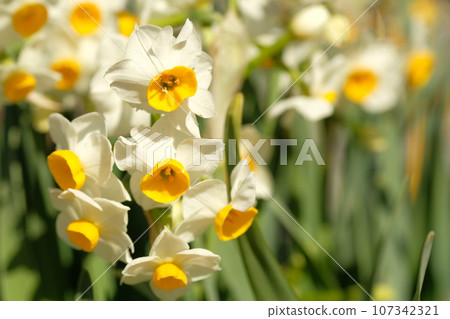 水仙花花 水仙花花 107342321