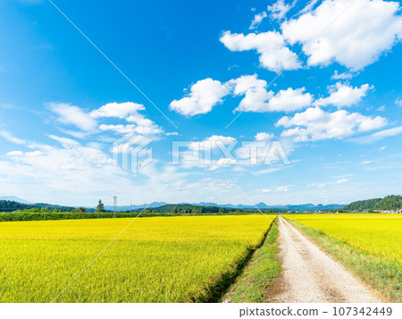 稻米產地山形清新的仲夏田園風光 稻米產地山形清新的仲夏田園風光 107342449