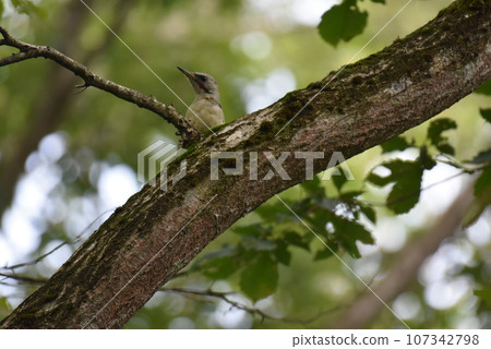 Green woodpecker of the woodpecker family that inhabits the Kurohime Plateau in Nagano Prefecture Green woodpecker of the woodpecker family that inhabits the Kurohime Plateau in Nagano Prefecture 107342798