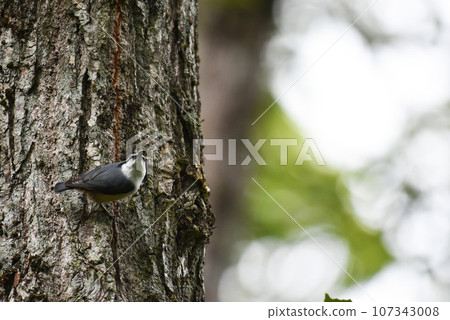 Nuthatch living in Kurohime Kogen Nuthatch living in Kurohime Kogen 107343008